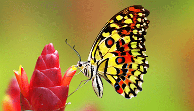 Kahani Nanhi Titli Parhiye