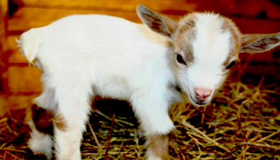 Meenu ny badam khaey