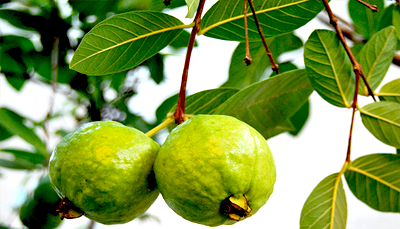 مونو اور شونو