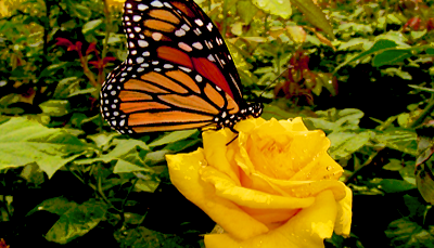 گلاب اور خوشبو