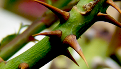  کانٹوں کے بیج